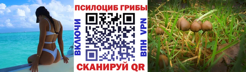 наркота  Кораблино  Галлюциногенные грибы Psilocybine cubensis 